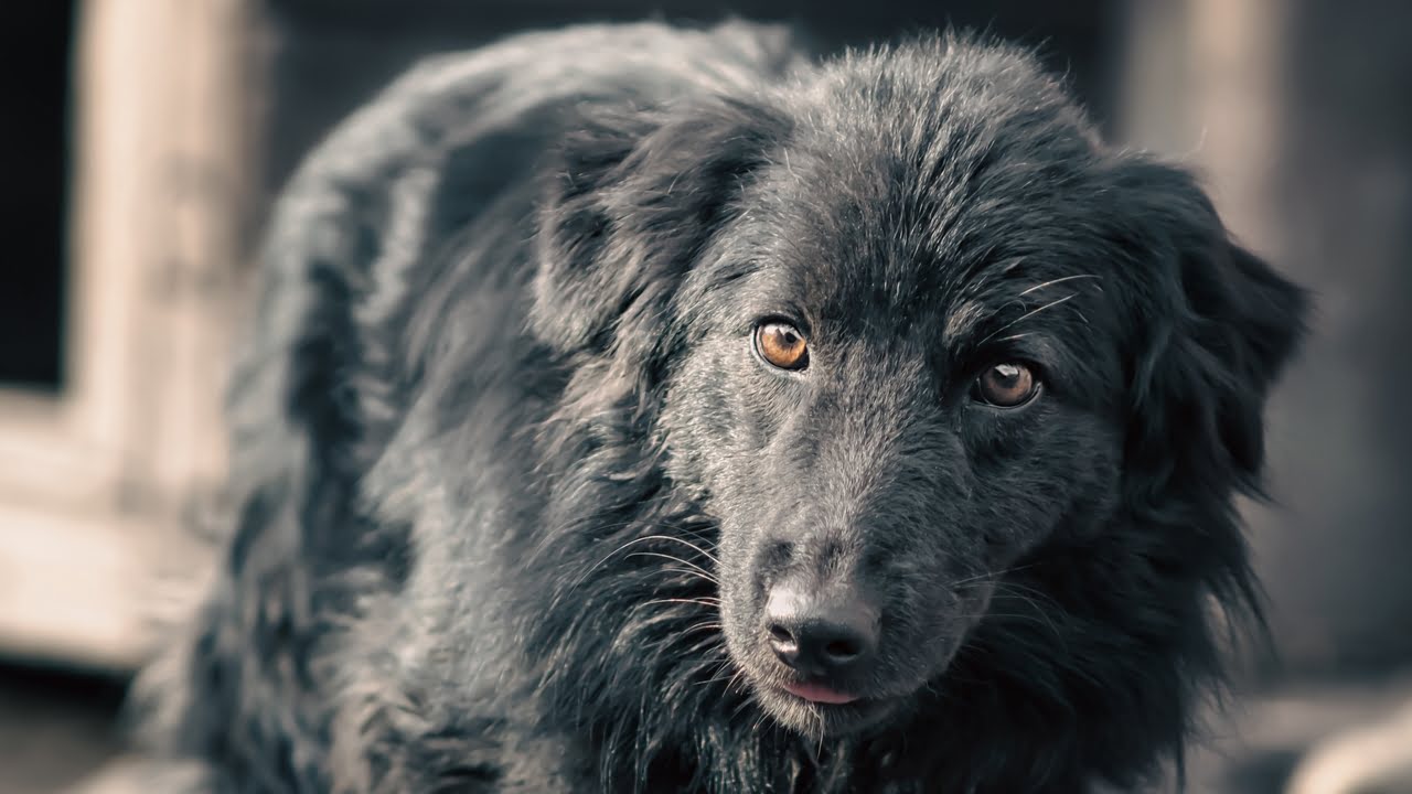 Zatwardzenie u psa – przyczyny, objawy i skuteczne sposoby leczenia