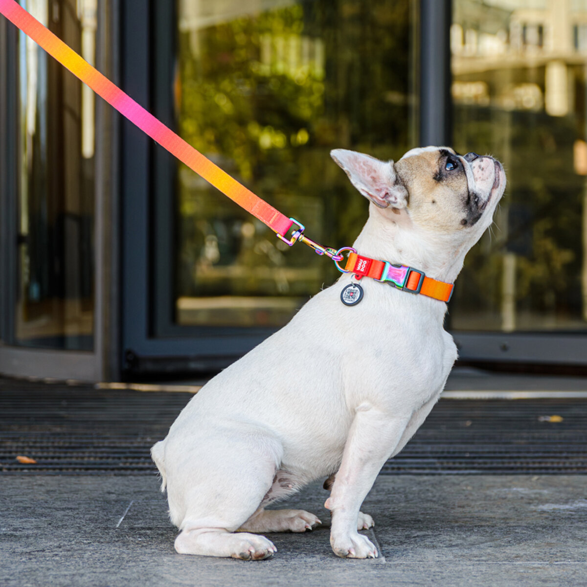 Smycz dla Psa - WAUDOG | Gradient - obrazek 9