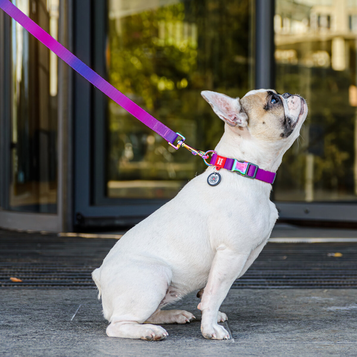 Smycz dla Psa - WAUDOG | Gradient - obrazek 10