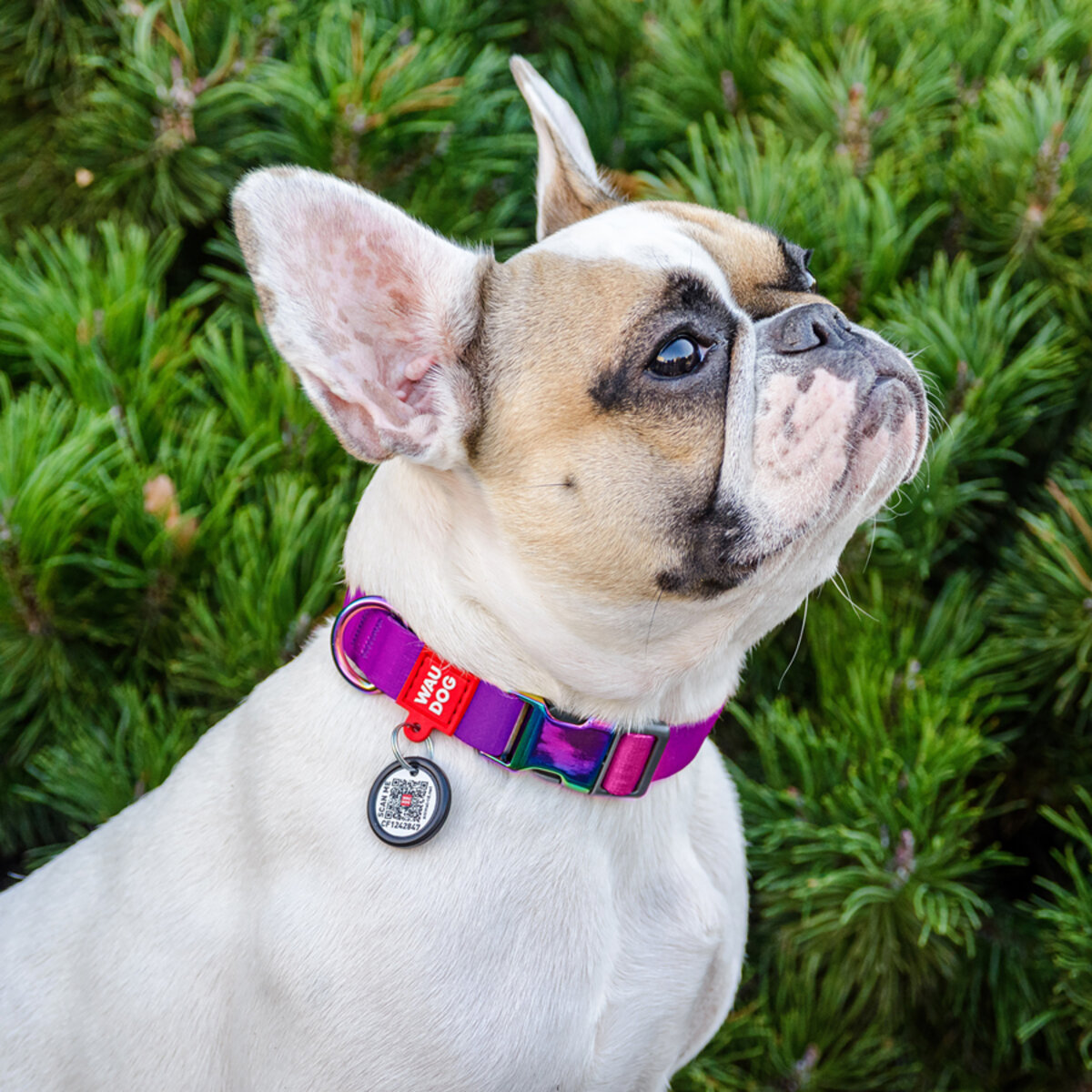 Obroża dla psów | WAUDOG Nylon Recycled z paszportem QR | gradient - obrazek 10