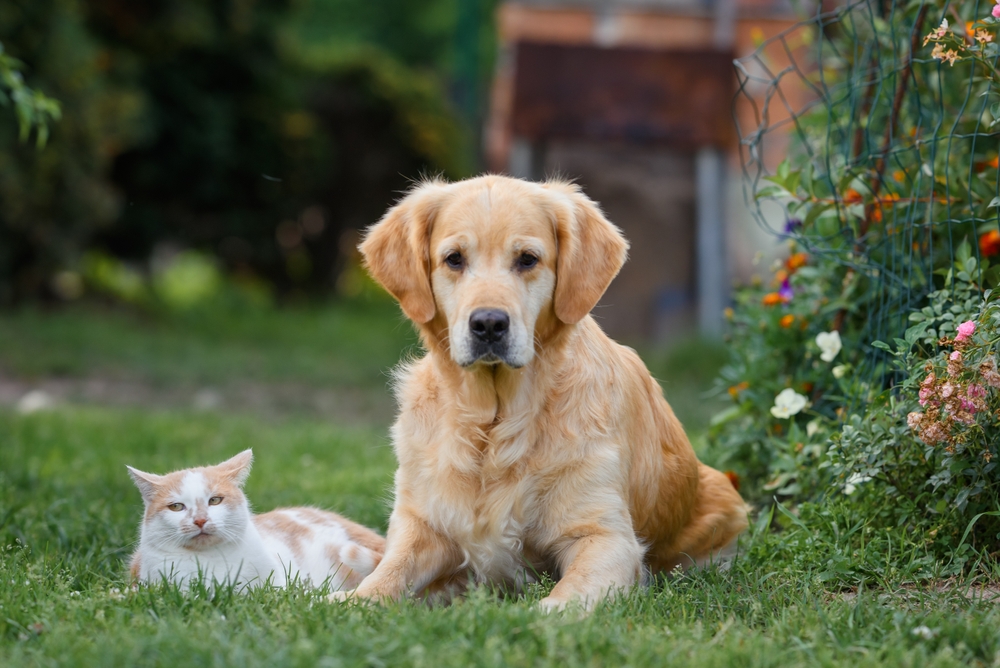 Pro-Kolin: Skuteczna Pasta na Problemy Żołądkowo-Jelitowe u Zwierząt