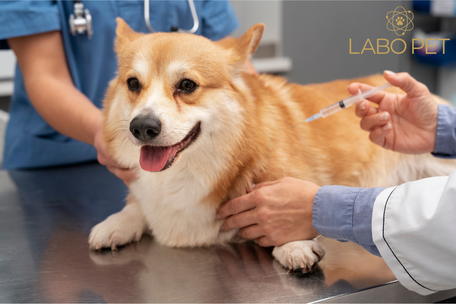 Szczepienie psa i szczeniaka – kiedy? czym? jak często?