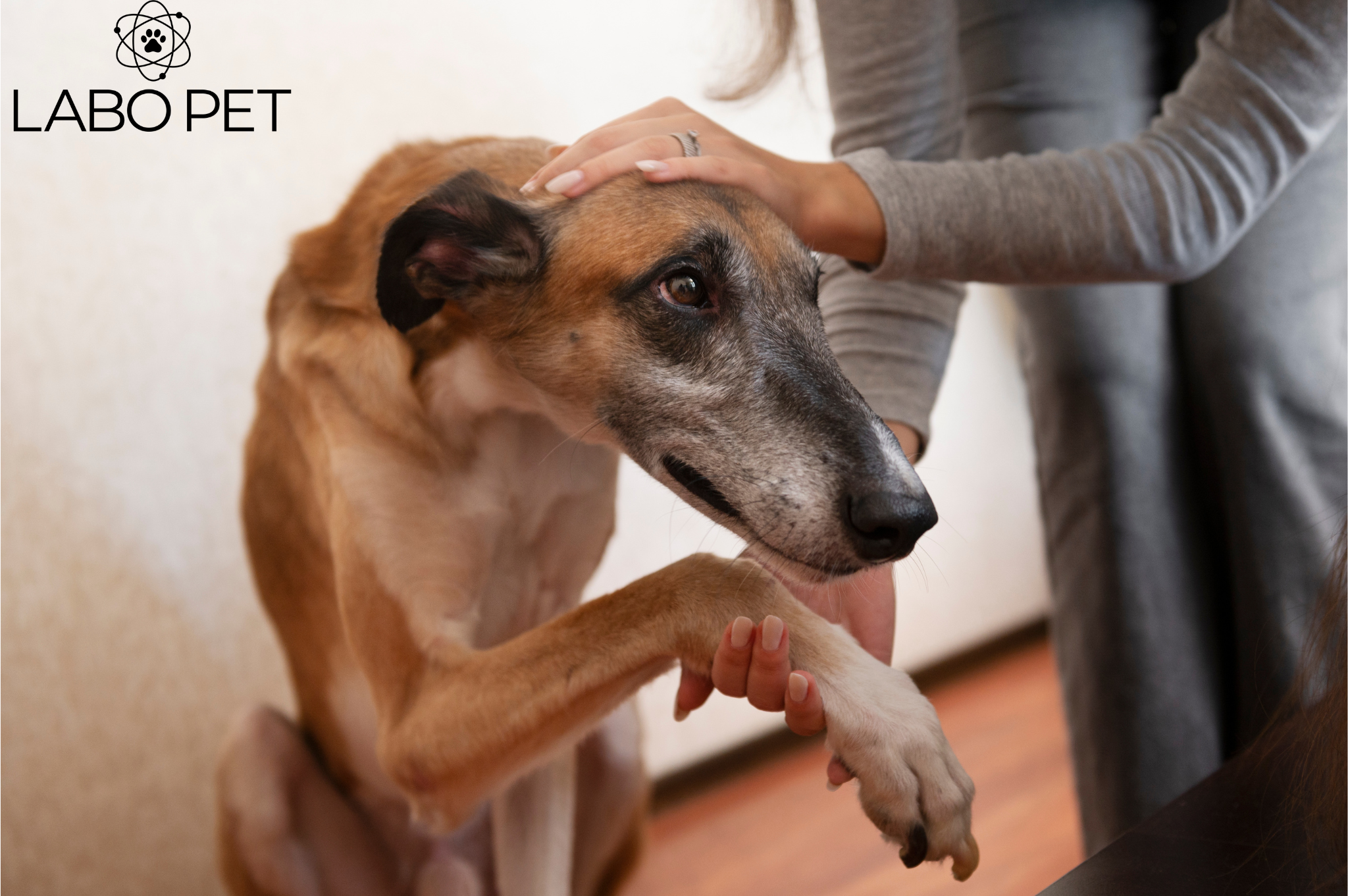 Święta i Sylwester bez stresu: Jak zadbać o spokój psa i kota w grudniu?