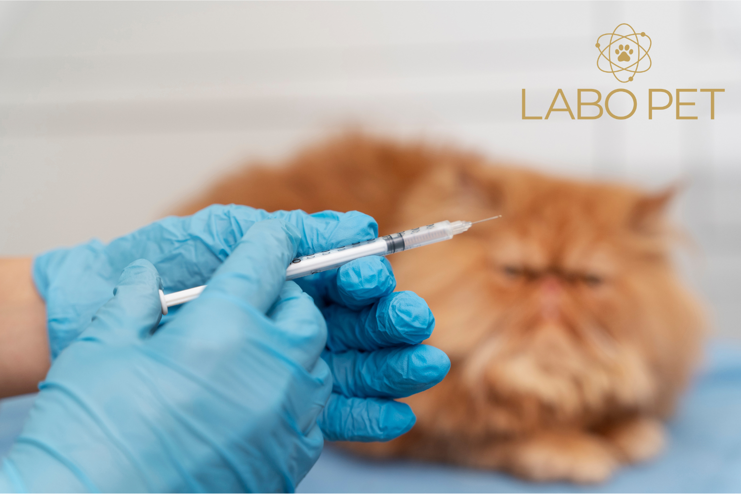 Szczepienie kota: Czy mruczek domator też potrzebuje zastrzyków?