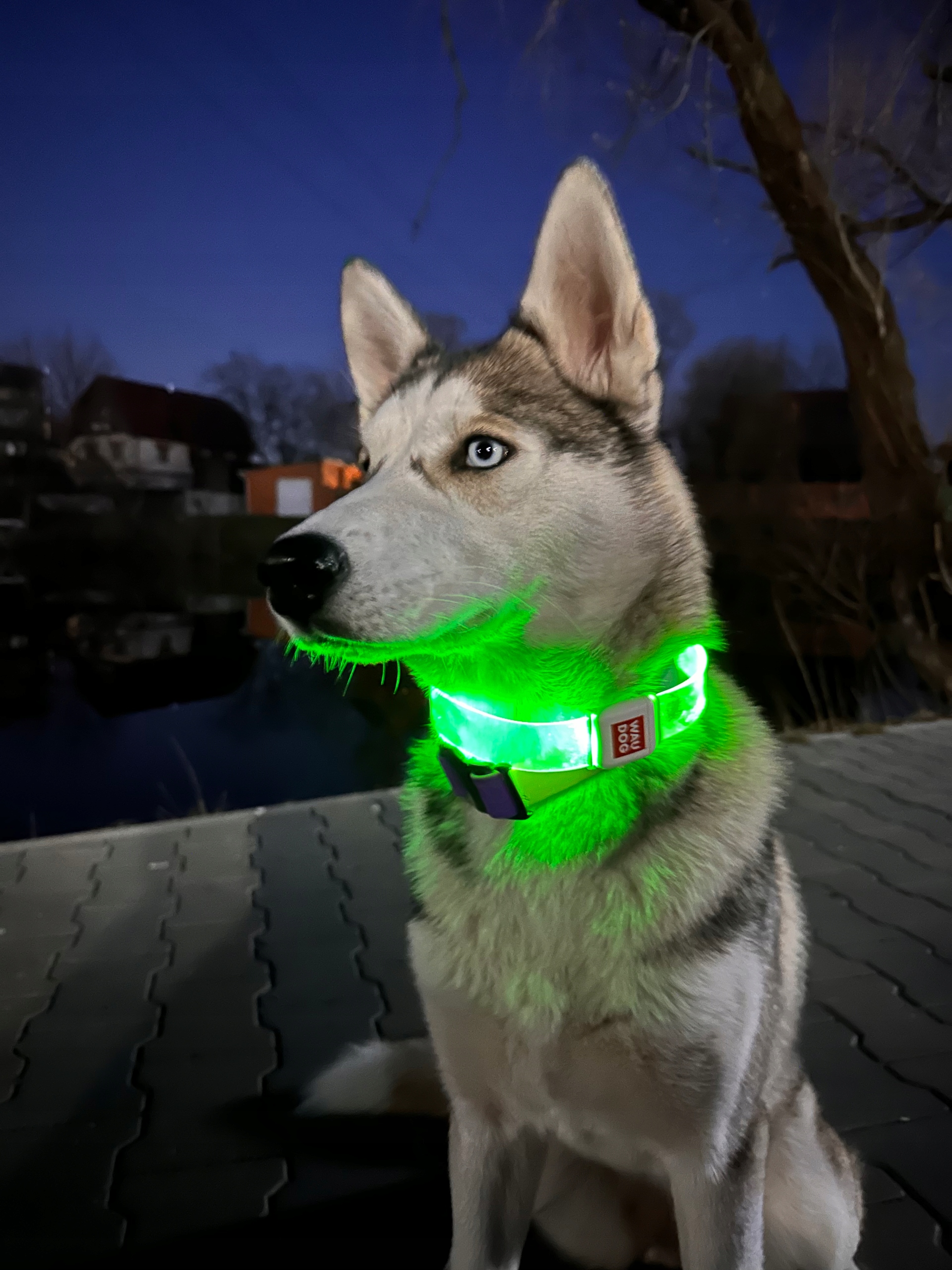 Waudog Obroża dla psa silikonowa świecąca LED r. L 60 cm - obrazek 2